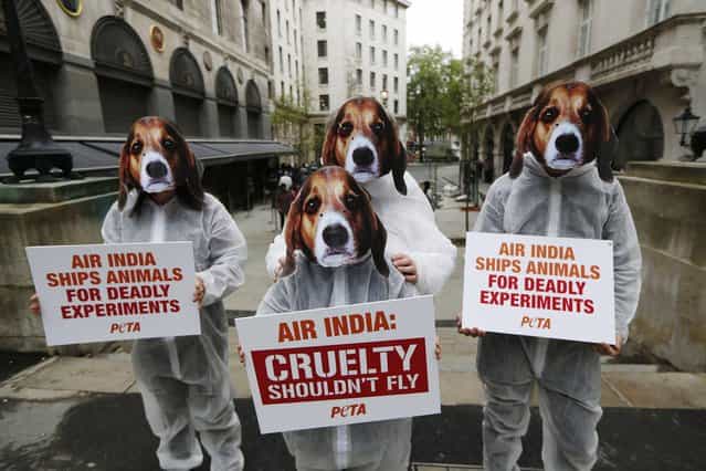 Supporters of PETA, People for the Ethical Treatment of Animals, protest outside the Indian High Commission in London against Air India lifting its ban on transporting animals to laboratories, Thursday, May 30, 2013. (Photo by Sang Tan/AP Photo)