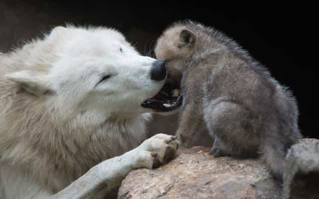 A wolf plays with a one-month-old puppy in its enclosure of Berlin’s Zoo, on May 31, 2013. (Photo by Johannes Eisele/AFP Photo)