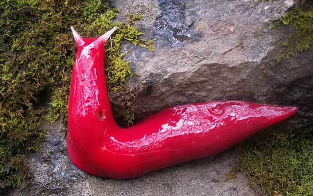 It would seem to be something you'd see only in a cartoon or at a Phish concert, but according to park rangers in New South Wales, Australia, dozens of giant, fluorescent pink slugs have been popping up on a mountaintop there. The eight-inch creatures have been spotted only on Mount Kaputar, a 5,000-foot peak in the Nandewar Range in northern New South Wales. Scientists believe the eye-catching organisms are survivors from an era when Australia was home to rainforests. A series of volcanoes, millions of years of erosion and other geological changes [have carved a dramatic landscape at Mount Kaputar], the park service wrote on its Facebook page, and unique arid conditions spared the slugs from extinction. (Photo by Michael Murphy/AFP Photo/NSW Environment Office)