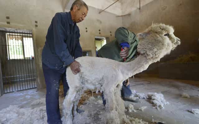 Farmers shear an alpaca in its enclosure at a Zoo in Shijiazhuang, Hebei province on May 30, 2013. (Photo by Reuters)