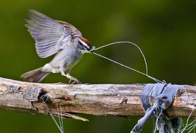 A chipping sparrow tugs on some loose threads of weathered clothing while gathering nest-building materials in a garden in Freeport, Maine, on May 30, 2013. (Photo by Robert F. Bukaty/Associated Press)