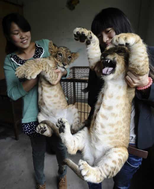 Staff hold lion cubs during a media event at a Zoo in Wuhan, Hubei province, May 29, 2013. The Zoo said tourists could visit the four-month-old cubs starting from International Children's Day on June 1, 2013. (Photo by Reuters/Stringer)