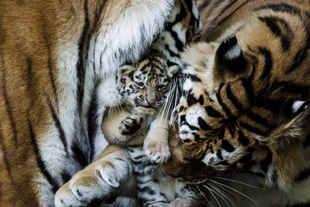 Six Amur Tiger cubs born in Copenhagen Zoo in Denmark late April 2013, came out into the open and could be seen by the public for the first time Thursday, May 30, 2013. The six cubs are from two litters born in late April by two tiger mothers. (Photo by Simon Fals/AP Photo/Polfoto)