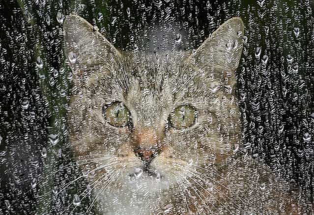 A cat sits behind a rain covered window on a rainy day in Berlin, Germany, on May 31, 2013. (Photo by Wolfgang Kumm/Associated Press)