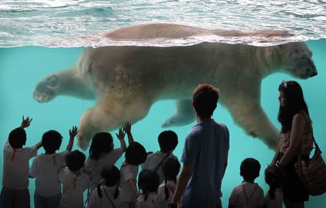 Inuka, the first polar bear born in the tropics, swims in his new enclosure at the Singapore Zoo on Wednesday, May 29, 2013 in Singapore. Modeled closely after the arctic habitat, the enclosure helps replicate the chilly climate of the arctic by including an ice cave, and a large pool filled with giant ice blocks. These are part of the Wildlife Reserves Singapore's efforts in providing visitors greater knowledge of the natural world. (Photo by Wong Maye-E/AP Photo)