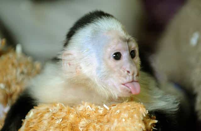 Canadian singer Justin Bieber's former pet the capuchin monkey named Mally stretches out its tongue in its quarantine room at the new home in an animal park near Hodenhagen, northern Germany, Friday, May 31, 2013. Mally was seized by German customs on March 28 when the 19-year-old Canadian pop star failed to produce the required vaccination and import papers after landing in Munich for a European tour. (Photo by Holger Hollemann/AP Photo/Dpa)