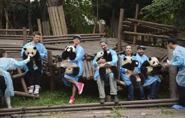 The Backstreet Boys, from 2nd left to second right, Nick Carter, Brian Littrell, Kevin Richardson, Howie Dorough and A.J. McLean hold giant panda cubs at the Chengdu Research Base of Giant Panda Breeding in Chengdu, Sichuan province on May 30, 2013. (Photo by Reuters)
