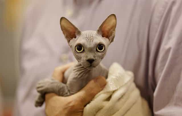 A sphynx cat looks on at the [Spring International Dogs] exhibition on May 26 in Madrid, Spain. (Photo by Pablo Blazquez Dominguez/Getty Images)
