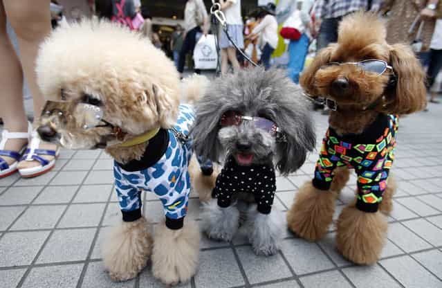 Toy poodles, left to right; Pu, Peach and Poko pose at a dog show event in Tokyo, Sunday, May 26, 2013. (Photo by Shizuo Kambayashi/AP Photo)