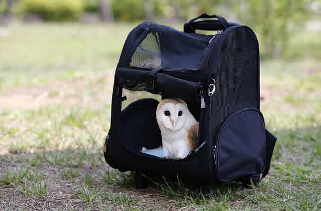 Owl [Baron] stays inside a pet carrier leaving the window open at a Tokyo park Sunday, May 26, 2013. (Photo by Shizuo Kambayashi/AP Photo)