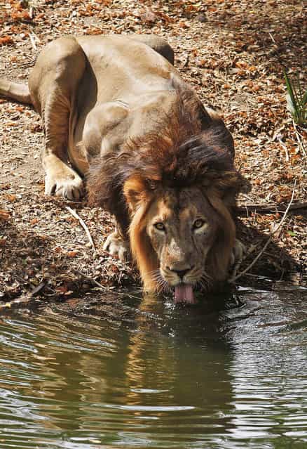 A lion drinks water at an enclosure on a hot summer day at Nehru Zoological Park in Hyderabad, India, Saturday, May 25, 2013. The region continues to battle extreme heat wave conditions with the mercury reaches 43 degrees Celsius (109 degree Fahrenheit). (Photo by Mahesh Kumar A./AP Photo)
