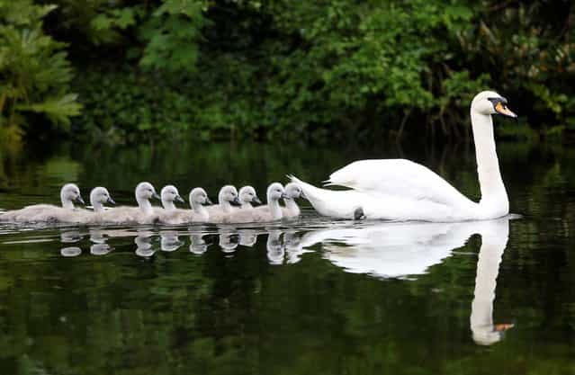 A parent Swan pictured here leading her Cygnets out for a paddle in the pond of St. Stephen's Green, Dublin, on May 30, 2013. (Photo by Robbie Reynolds)