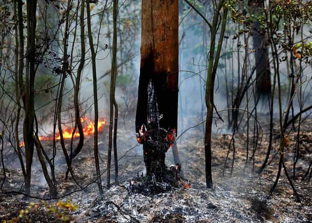 The burnt-out trunk of a tree is seen in a forest near the village of Zdorovie, Russia, on August 10, 2010. (Photo by Viktor Drachev/AFP/Getty Images)