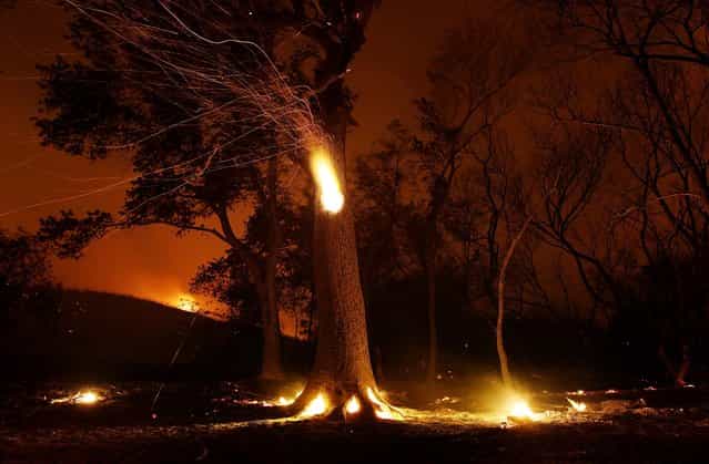 Sparks fly from a hollowed tree burning within during the Powerhouse fire near Lake Hughes, California on June 2, 2013. (Photo by David McNew/Getty Images)