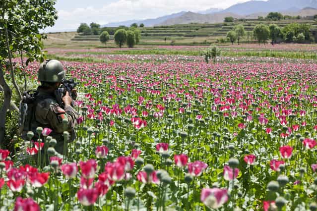 An Afghan National Army commando with 3rd Company, 1st Special Operations Kandak, pulls security on a patrol through a poppy field during a clearing operation in Khugyani district, Nangarhar province, Afghanistan, on May 9, 2013. (Photo by Staff Sgt. Kaily Brown/US Army)