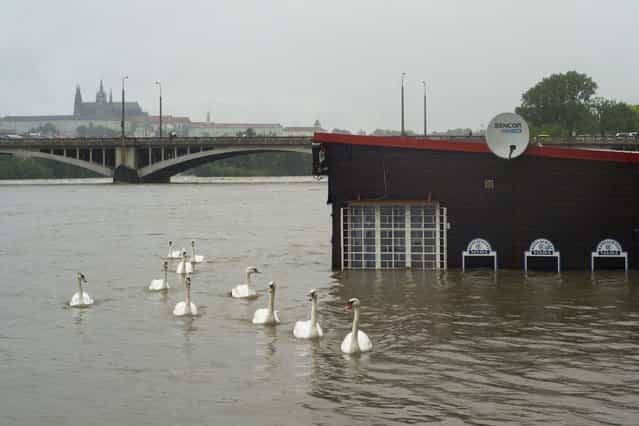 Swans pass by a flooded restaurant in the Vltava river on June 03, 2013 in Prague. The Czech capital was flooded, with metro stations and elementary and secondary schools shut after the Vltava river rose, flooding parts of the historic city centre due to heavy rainfalls. (Photo by Michal Cizek/AFP Photo)