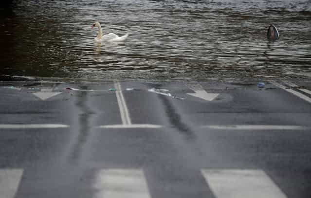 A swan swims on a flooded road is on June 03, 2013 in Prague. The Czech capital was flooded, with metro stations and elementary and secondary schools shut after the Vltava river rose, flooding parts of the historic city centre due to heavy rainfalls. (Photo by Michal Cizek/Reuters)