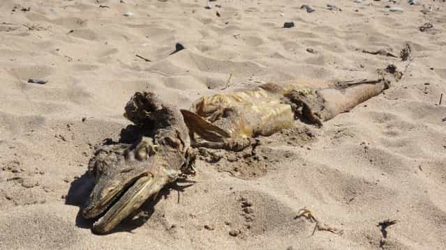 A mysterious sea creature with some frighteningly sharp teeth washed up on a beach in England last week, where David Mackland snapped these photos. A Grind TV story reports that Mackland estimated the creature to be about 4-5 feet in length. (Photo by David Mackland/OurCarnoustie)