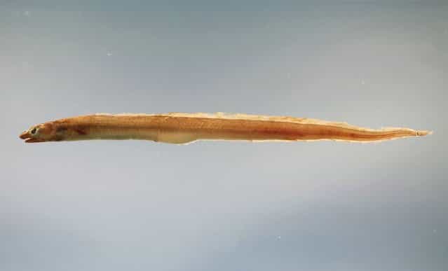The conger, a type of marine eel that can grow up to 10 feet in length. Some believe that this may be what the mysterious creature actually is. (Photo By Wikimedia Commons)