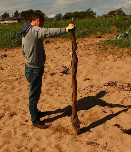 Mackland returned to help clean up the carcass, and found the creature to actually be about as long as he is tall – six feet. (Photo by David Mackland/OurCarnoustie)