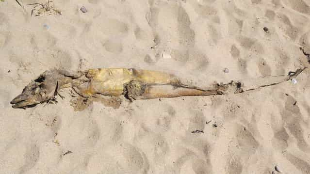 A mysterious sea creature with some frighteningly sharp teeth washed up on a beach in England last week, where David Mackland snapped these photos. A Grind TV story reports that Mackland estimated the creature to be about 4-5 feet in length. (Photo by David Mackland/OurCarnoustie)