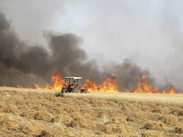 A man attempts to harvest wheat from a field on fire, which activists said was caused by shelling carried out by forces loyal to the Syrian regime, in Ma'arat Masrein, north of Idlib June 6, 2013. (Photo by Abdalghne Karoof/Reuters)