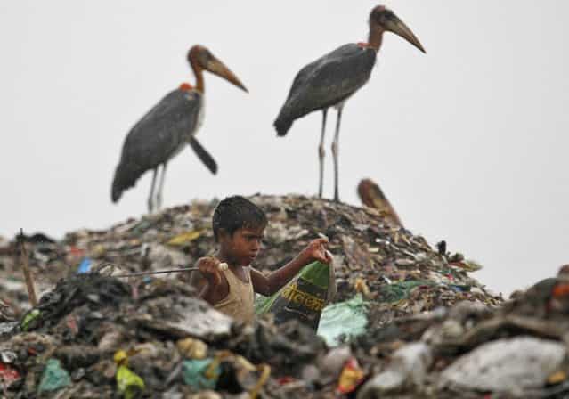 A scavenger, surrounded by a flock of Greater Adjutant birds, collects plastic for recycling at a dump site on World Environment Day in the northeastern Indian city of Guwahati June 5, 2013. (Photo by Utpal Baruah/Reuters)