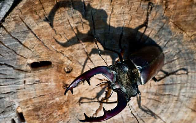 A stag beetle sits in the sun in a forest in Briesen, eastern Germany, on June 6, 2013. The family Lucanidae is the largest among the beetles, and some species reach up to 12 cm. (Photo by Patrick Pleul/AP Photo/Dpa)