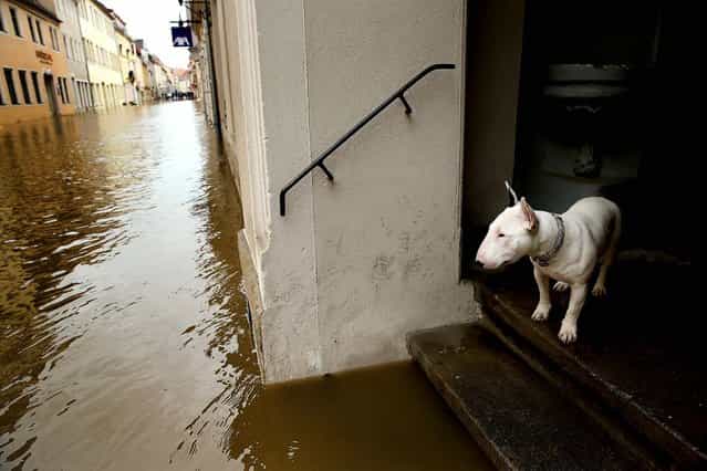 A dog looks out from a doorstep at a flooded street in the historic city center of Pirna, Germany, on June 4, 2013. Heavy rains have pounded southern and eastern Germany, causing wide-spread flooding and ruining crops. In eastern Germany floodwaters are moving north through the Mulde, Saale and Elbe rivers, forcing authorities to evacuate thousands of residents. (Photo by Sean Gallup/Getty Images)
