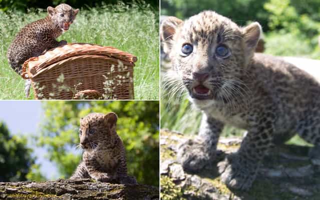 A Javan leopard baby sits on a basket during its presentation to the press on June 7, 2013 at the Tierpark Zoo in Berlin. The male animal was born on April 16, 2013 and was given the name [Timang] by its keepers. (Photo by Joanna Scheffel/AFP Photo)