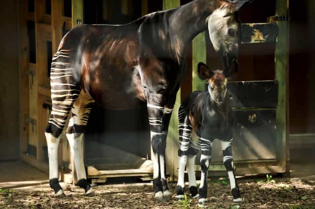 K'tusha the newborn Okapi sticks close to mum Lodja on her first adventure outside her stable at Bristol Zoo Gardens, where Summertime babies throughout the Zoo are enjoying the warm weather, on June, 5, 2013. (Photo by Ben Birchall/PA Wire)