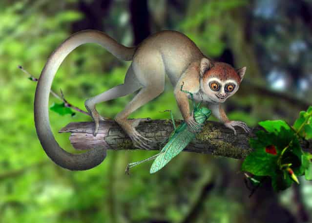 This undated handout artist rendering provided by Xijun Ni, Institute of Vertebrate Paleontology and Paleoanthropology, Chinese Academy of Sciences shows a reconstruction of Archicebus achilles in its natural habitat of trees. One of our earliest primate relatives was a hyperactive wide-eyed creature so small you could fit a few of them in your hand, if they would just stay still long enough, new fossil evidence shows. (Photo by Xijun Ni/AP Photo/Institute of Vertebrate Paleontology and Paleoanthropology/Chinese Academy of Sciences)