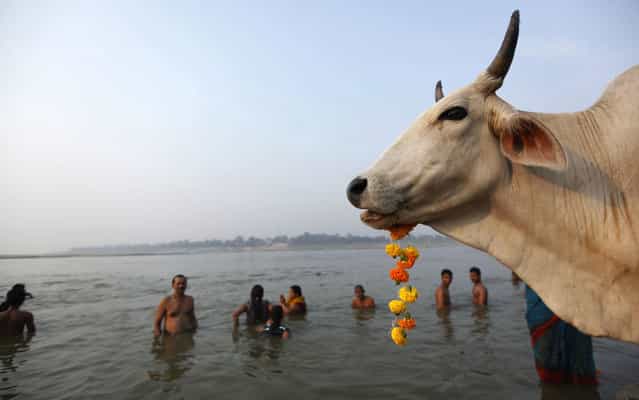 A cow munches a flower garland as Hindu devotees take a holy dip in the River Ganges in Allahabad, India, on June 4, 2013. (Photo by Rajesh Kumar Singh/AP Photo)