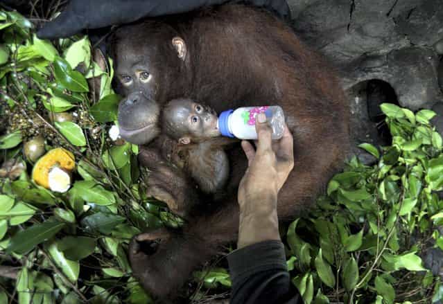 A keeper feeds Mungil, a two-week-old baby orangutan, held by its mother Ucok at the Wildlife Rescue Center facility in Kulonprogo, Indonesia, Saturday, June 1, 2013. Ucok that was confiscated from an illegal owner in 2011 gave birth to Mungil on May 19. Orangutan populations in Indonesia's Borneo and Sumatera island are facing severe threats from habitat loss, illegal logging, fires and poaching. (Photo by Slamet Riyadi/AP Photo)