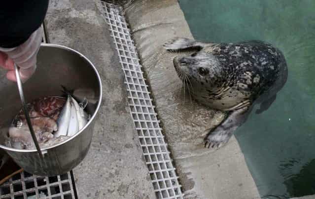 Native to Puget Sound, the harbor seals eat herring, squid, mackerel and capelin. The resident seals at Seattle Aquarium, on June 3, 2013, are about to have a meal after being brought to their new habitat after nine months in Tacoma during construction. (Photo by Alan Berner/Seattle Times/MCT)