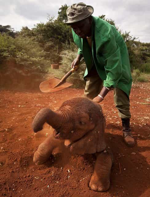Two-month-old orphaned baby elephant Ajabu is given a dust-bath in the red earth after being fed milk from a bottle by a keeper, as she is too young to do it herself, at an event to mark World Environment Day at the David Sheldrick Wildlife Trust Elephant Orphanage in Nairobi, Kenya, on June 5, 2013. Trust founder Daphne Sheldrick said at the event, which was attended by U.S. Ambassador to Kenya Robert Godec, that they are seeing an upsurge in orphaned elephants because of the poaching crisis occurring across Africa. (Photo by Ben Curtis/Associated Press)