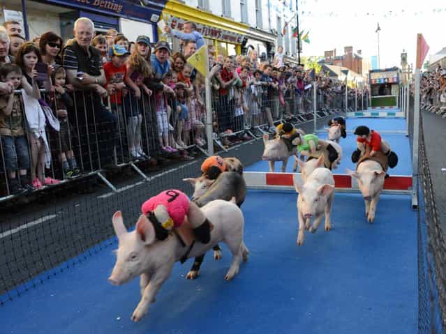Pig race during the Carrick Carnival Festival in Carrick-on-Shannon, Ireland, on June 7, 2013. (Photo by Carrick Carnival 400)