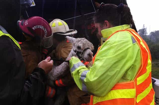 Emergency workers help a llama near Punta Gorda, Florida, on June 3, 2013. The animal was one of four llamas in a trailer that overturned on I-75. The llamas were being evaluated at a veterinarian and the driver was hospitalized in stable condition. (Photo by Kevin Bordner/DFC)