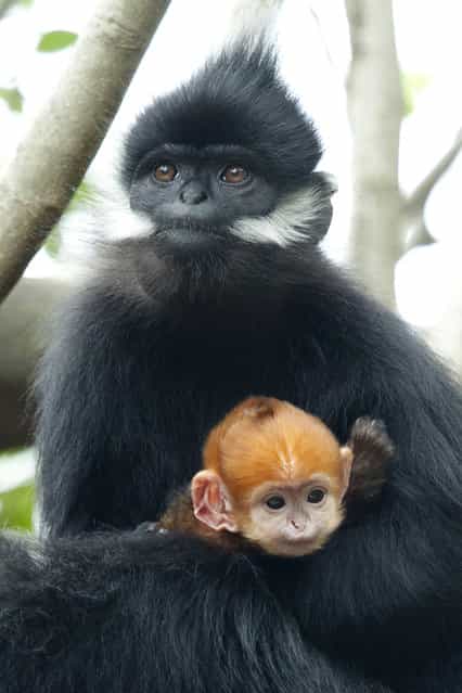 This handout photo received by the Taronga Zoo shows a baby female Francois Leaf-monkey, called [Nuoc] or [water] in Vietnamese, which was born on March 3, 2013 at Sydney's Taronga Zoo and which had to be reared by keepers for 12 days after her birth when its mother [Saigon] did not produce enough milk. (Photo by Mandy Everett/Getty images)