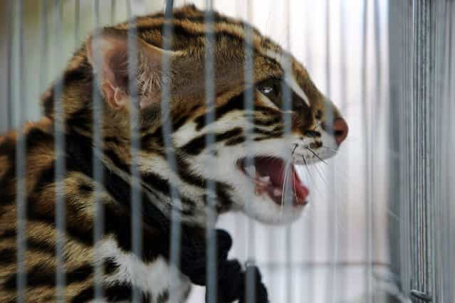 A wild animal looks on from inside a cage during a police raid on the outskirts of Bangkok June 10, 2013. (Photo by Chaiwat Subprasom/Reuters)