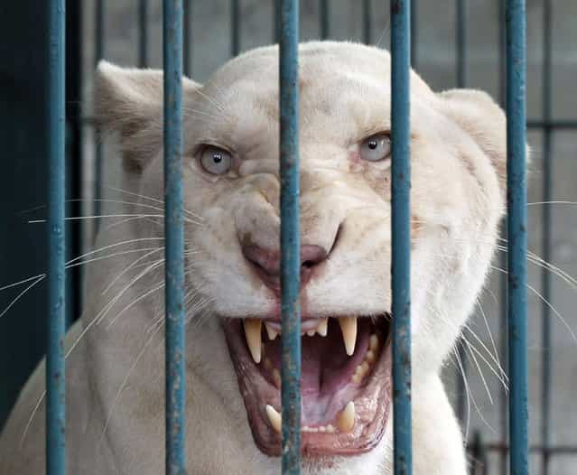 A lioness bares its teeth inside an enclosure after a raid at a zoo-like house on the outskirts of Bangkok, Thailand Monday, June 10, 2013. Thai police and forestry officials searched and seized a number of imported and endangered animals including 14 lions from Africa and arrested the house's owner. (Photo by Apichart Weerawong/AP Photo)