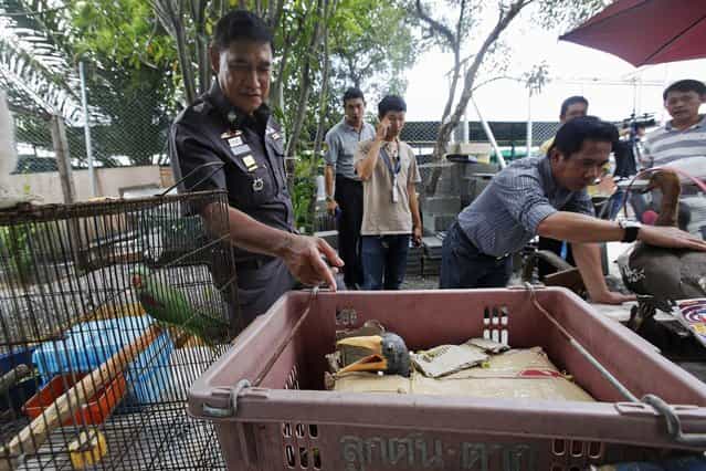A police officer stands among caged animals during a raid on the outskirts of Bangkok June 10, 2013. (Photo by Kerek Wongsa/Reuters)