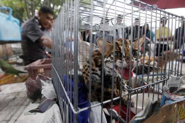 A police officer stands among caged animals during a raid on the outskirts of Bangkok June 10, 2013. Thai police said they confiscated more than a thousand wildlife animals on Monday and will investigate to verify their origin. Almost 1,000 sugar gliders, 14 white lions, 12 peacocks, 17 marmosets and many other wild animals were found in cages in the suburbs of Bangkok. (Photo by Kerek Wongsa/Reuters)