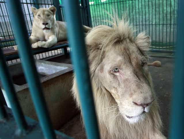 Lions rest inside an enclosure after a raid at a zoo-like house on the outskirts of Bangkok, Thailand Monday, June 10, 2013. (Photo by Apichart Weerawong/AP Photo)