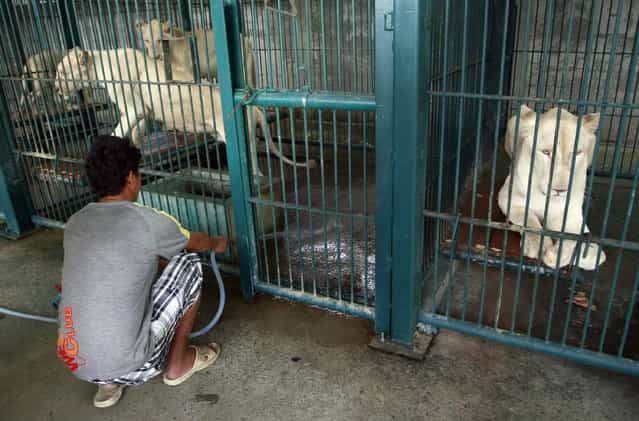 A Thai man spays water to clean the lion's enclosure after a raid at a zoo-like house on the outskirts of Bangkok, Thailand Monday, June 10, 2013. (Photo by Apichart Weerawong/AP Photo)