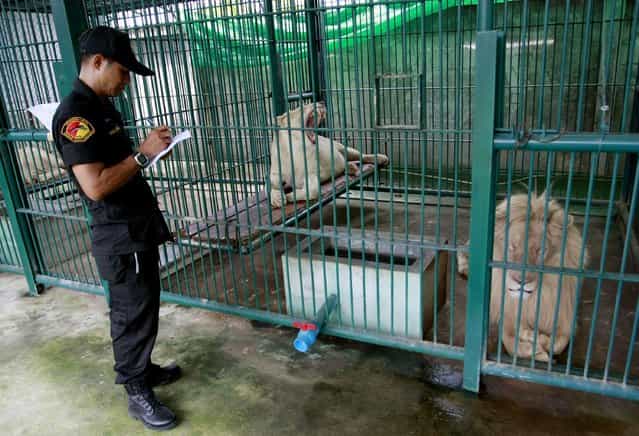 A Thai forestry official takes a note as he examines lions in the enclosure at a zoo-like house on the outskirts of Bangkok, Thailand Monday, June 10, 2013. (Photo by Apichart Weerawong/AP Photo)
