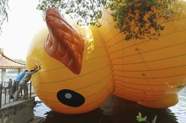 Employees try to push a scaled replica of the rubber duck by Dutch conceptual artist Florentijn Hofman away from lakeside at a park in Shenyang, Liaoning province June 9, 2013. The 13-metre-tall and 15-metre-long replica was set up on Sunday for the upcoming Dragon Boat Festival, local media reported. Picture taken June 9, 2013. (Photo by Reuters/Stringer)