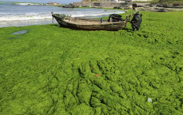 The beach in Qingdao, China, is covered by a thick layer of non-poisonous green seaweed, enteromorpha prolifera, on June 10, 2013. (Photo by Reuters/China Daily)