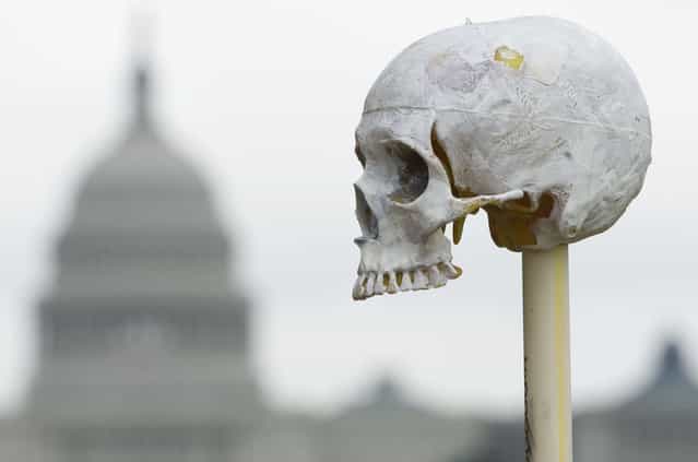 A handcrafted skull sits on a stick as part of the art installation [One Million Bones] containing one million handcrafted bones placed as a symbolic mass grave to raise awareness of genocide and mass atrocities during a three-day event on the National Mall near the US Capitol in Washington on June 10, 2013. (Photo by Saul Loeb/AFP Photo)