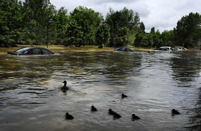 Ducks swim past cars flooded by water from the Arga River in La Magdalena, Spain, on June 9, 2013. Heavy rains have lead to flooding in northern Spain over the past few days, especially in Navarra province. (Photo by Alvaro Barrientos/Associated Press)